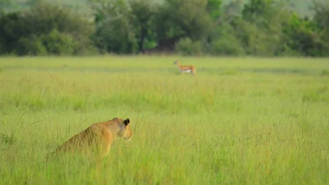 Lioness Stalking 15sec Stock Footage 73926784