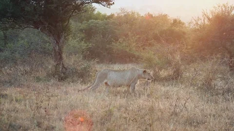 Lioness stalking Stock Footage 72324893