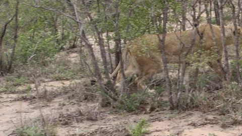 Lioness stalking, hunting  buffalo Stock Footage