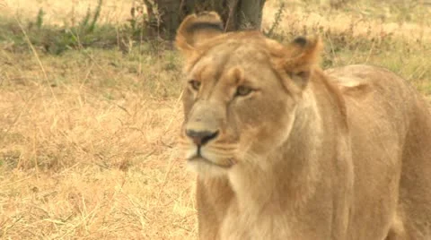 Lioness standing Stock Footage 10989788