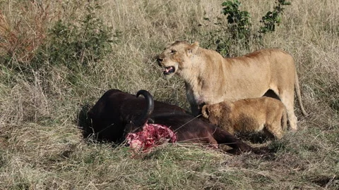 Lioness Standing Guard Over Cub Eating Cape Buffalo Stock Footage 341369464