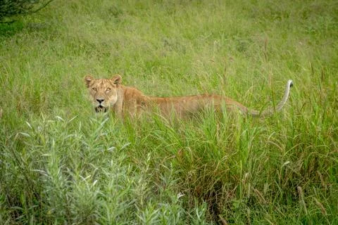 Lioness standing in the high grass. Stock Photos