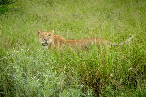Lioness standing in the high grass. Foto stock