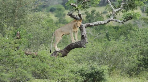 Lioness standing in a tree. Stock Footage 36049079