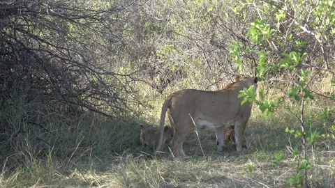 Lioness stands guard while cubs play at her feet — Part 1 库存影片 322980876