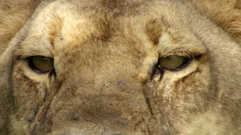 A Lioness stare Stock Footage 187595669