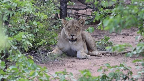 Lioness stare Stock-Footage 236572814