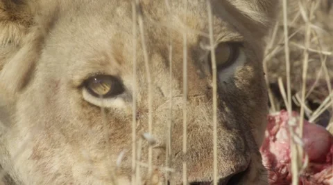 Lioness Staring at Camera with Kill Stock Footage 55658836