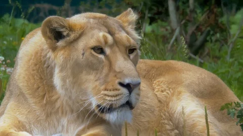 Lioness staring off (Close up) Video stock 114989824