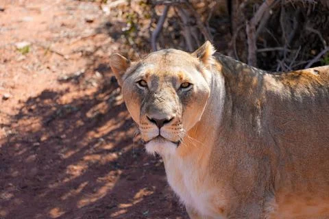 Lioness staring directly into the camera. Stock Photos