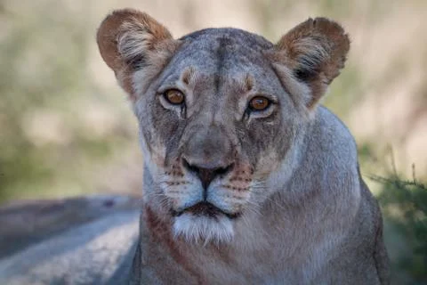 Lioness starring at the camera. Stock Photos
