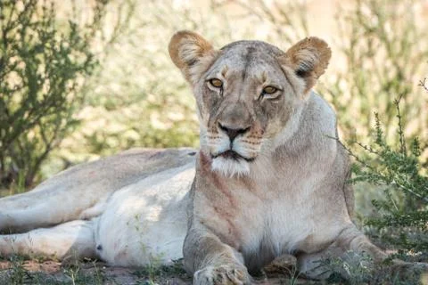 Lioness starring at the camera. Stock Photos