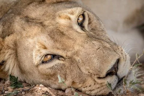 Lioness starring at the camera. Stock Photos
