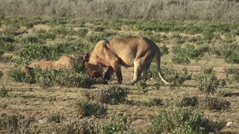 Lioness steals bone from another’s paws; clear tug gesture — Part 18 Stock Footage 320907753