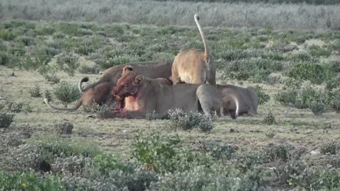 Lioness steps back holding a foreleg; fur shows blood stains — Part 3 스톡 동영상 320354394