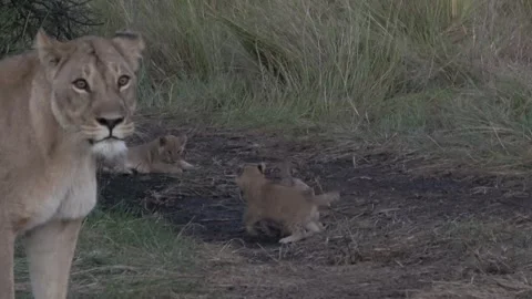 Lioness steps between camera and three playing cubs, framing them under her head Stock Footage 322057873
