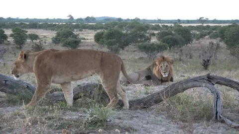 Lioness steps over dead branch and passes close to camera — Part 2 Stock Footage 323043430