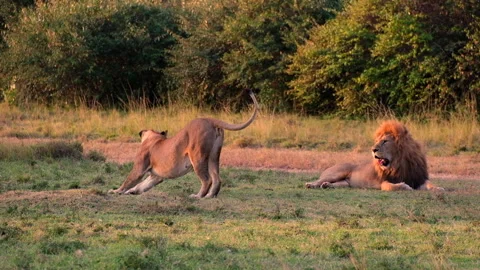 Lioness stretching after mating while male lion rests in Maasai Mara Stock Footage 286200518