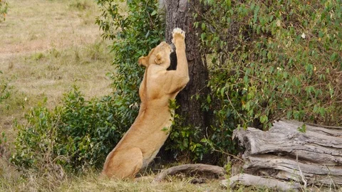 Lioness is stretching and sharping claws in front of dump safari tourists  Stock Footage 106842219