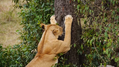 Lioness is stretching and sharping claws waiting for chance to hunt tourists Stock Footage 106842223