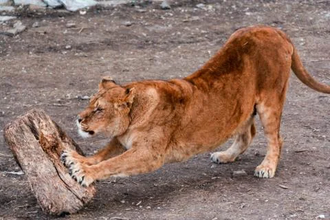 The lioness is stretching. Fotos de archivo