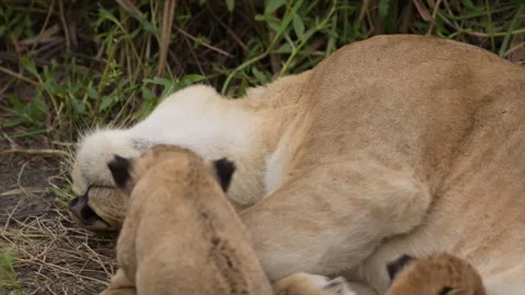 Lioness suckling two small cubs while the third one tries to cuddle Stock-Footage 297535481
