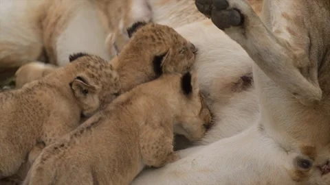 Lioness suckling two small cubs while the third one tries to cuddle 库存影片 297535501