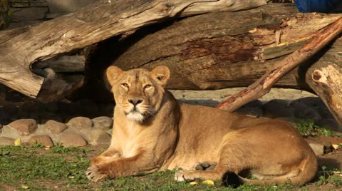 Lioness in sunset light, lying on stone and fallen tree background Stock Footage 46426646