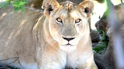 Lioness super close up shot Stock Footage 132750504