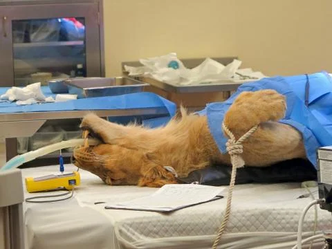 Lioness Surgery Stock Photos