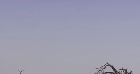 A lioness surveying the savannah while resting on a termite hill Stock Footage 279042298