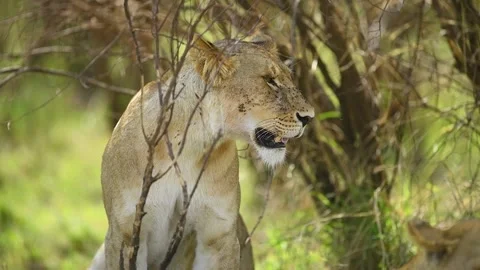 Lioness takes shade under a tree in the wild Savannah. Stock-Footage 332548929