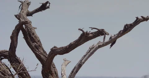 Lioness taking cover under a dead tree across the savannah Stock Footage 279038783