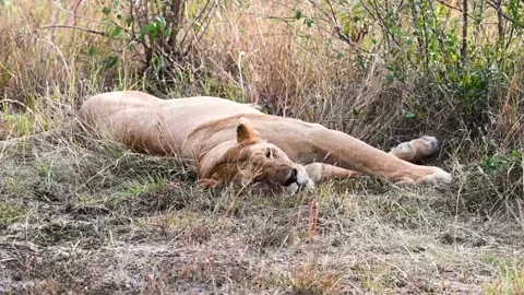 Lioness taking a lie-down in the jungle. Stock-Footage 221567540