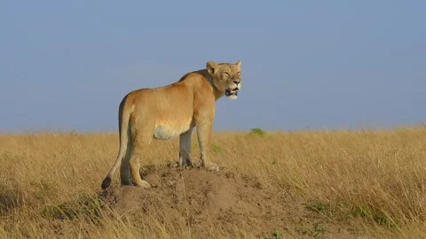 Lioness on termite mound Stock Footage 281716350