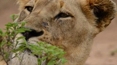 Lioness - tight panning shot as she wakes and lifts head Stock Footage 59695392