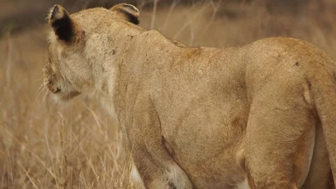 Lioness Tilt Up Walking 動画素材 102336070