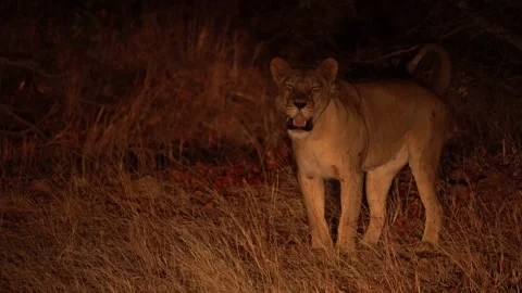 Lioness with a tracking collar standing in the dark and yawn Stock-Footage 160542222