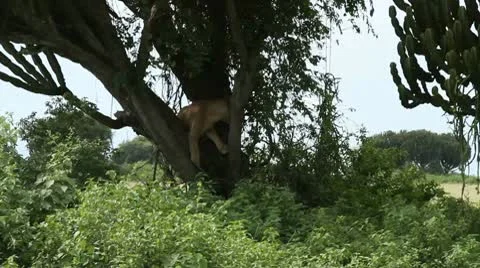 Lioness in Tree 库存影片 10337218