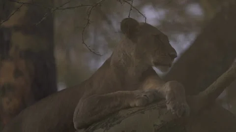 Lioness up in a tree Stock Footage 33547078