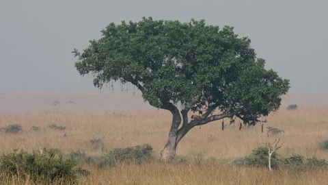 Lioness on a tree in Murchison Falls National Park, Uganda 스톡 동영상 331539655