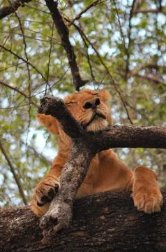 Lioness in tree. Stock Photos
