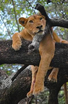 Lioness in tree. Stock Photos