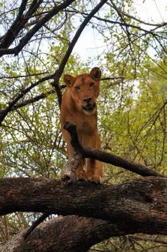 A lioness in a tree. Stock Photos