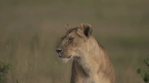 Lioness turning head Stock Footage 33545814