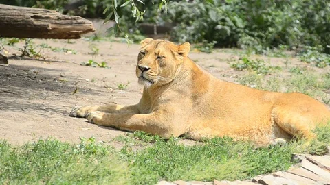 Lioness under the sun Video stock 90425482