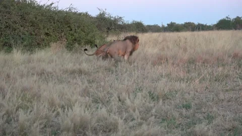 Lioness urinates while male scent marks beside her — Part 13 Stock Footage 321603571