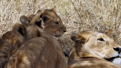 A lioness wakes up when she smells a prey in Serengeti National Park, Tanzania. Stock Footage 122238982