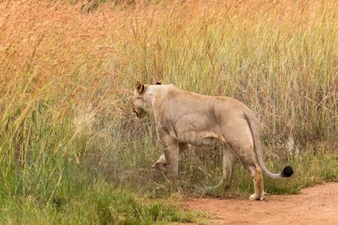 Lioness waking into  the the grass Stock Photos