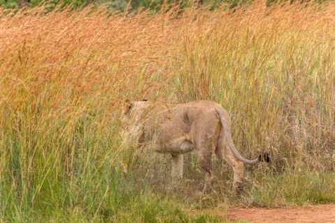 Lioness waking into  the the grass Stock Photos